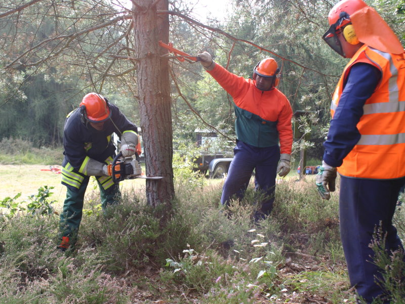 Fällen von stehendem Holz