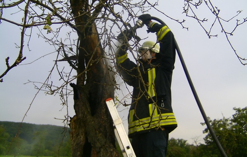 Die Feuerwehr löschte den hohlen Stamm ab