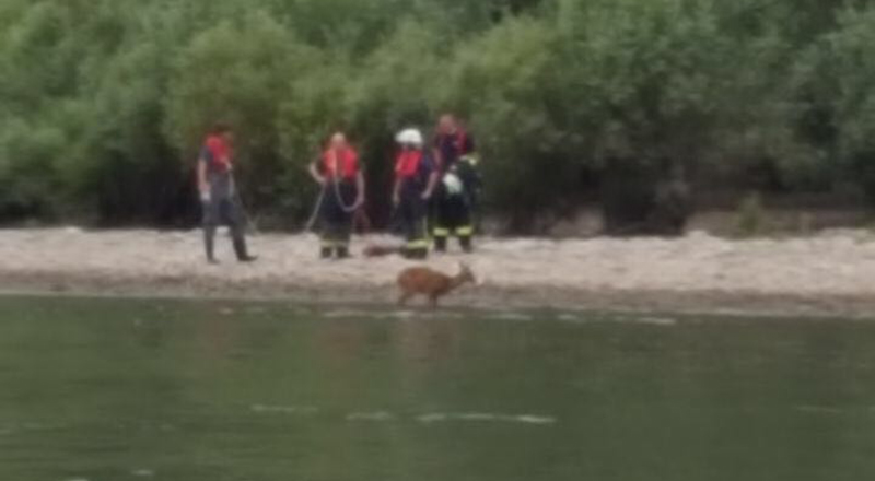 Tierrettung am Rhein in Höhe des Bootshaus