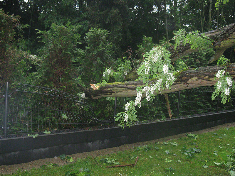13.05.2018 - Baum auf Strasse