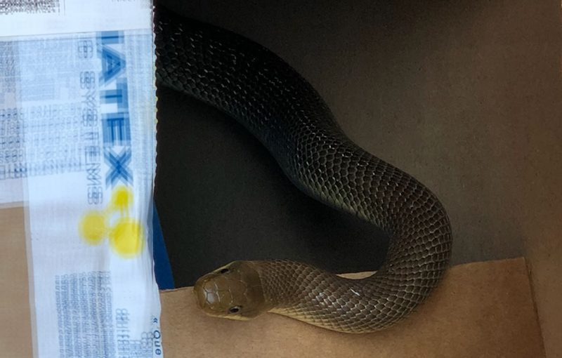 09.08.2018 - Schlange gefunden