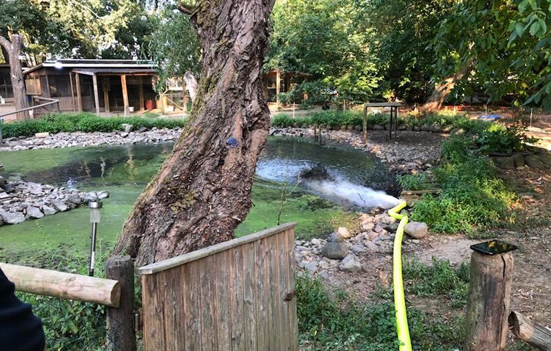 22.08.2018 - Schwanenteisch