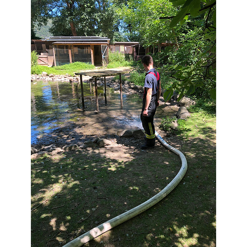 29.06.2019 - Schwanenteich