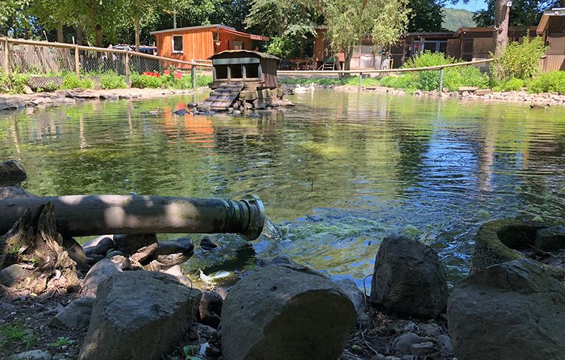 29.06.2019 - Schwanenteich