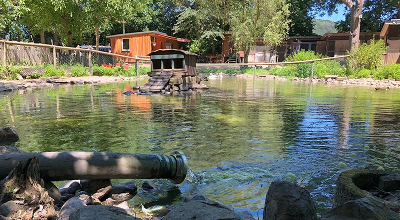 29.06.2019 - Schwanenteich