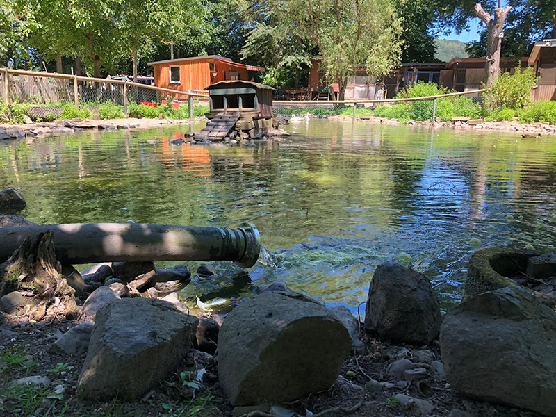 29.06.2019 - Schwanenteich