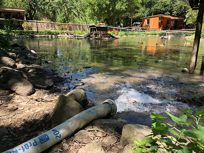 29.06.2019 - Schwanenteich