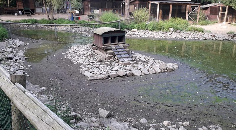 25.07.2019 - Schwanenteich