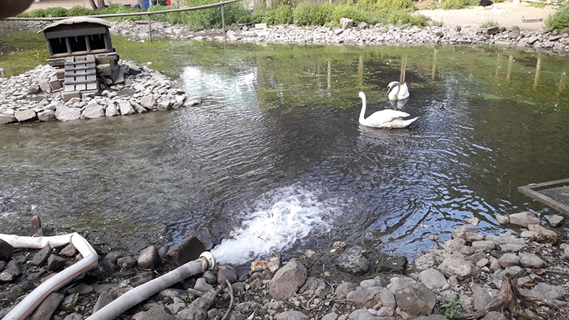 25.07.2019 - Schwanenteich