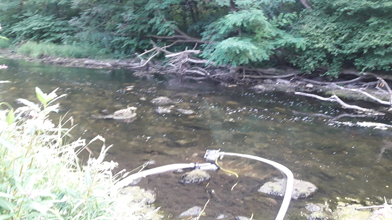 25.07.2019 - Schwanenteich