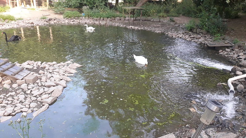 25.07.2019 - Schwanenteich