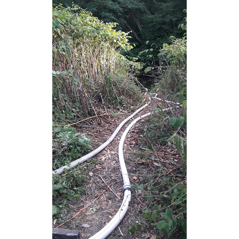 25.07.2019 - Schwanenteich