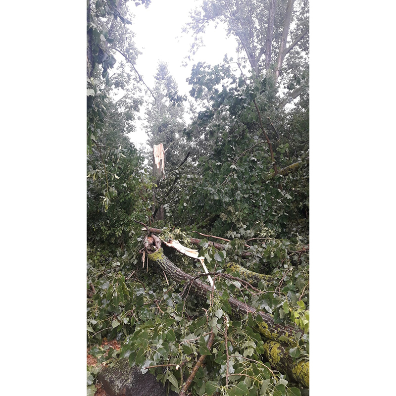 27.07.2019 - Baum auf Fahrbahn Bootshaus