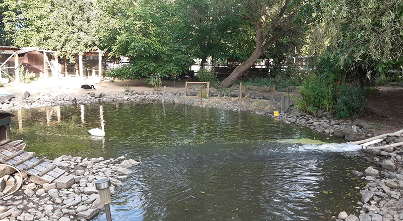 23.07.2020 - Schwanenteich