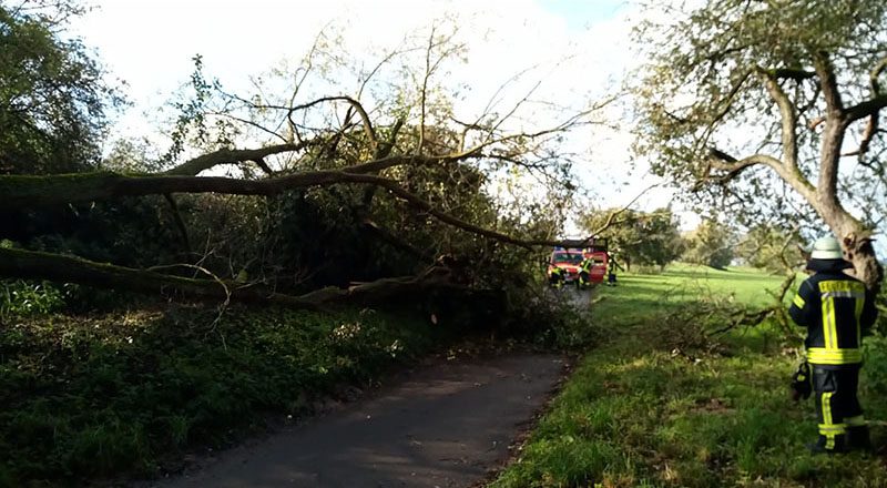11.10.2020 - Baum auf Radweg