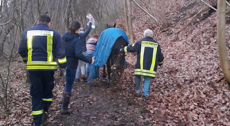 23.02.2022 - Pferd in Zwangslage